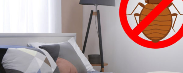 se débarrasser des punaises de lit
