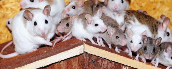 Se débarrasser des rats musqués et des ragondins
