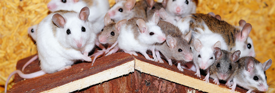 Se débarrasser des rats musqués et des ragondins