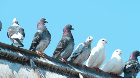 débarrasser des pigeons
